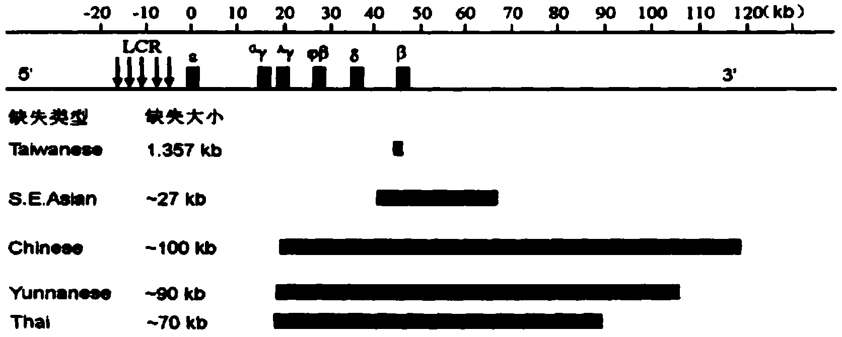 Primer set and kit for detecting rare deletion type thalassemia