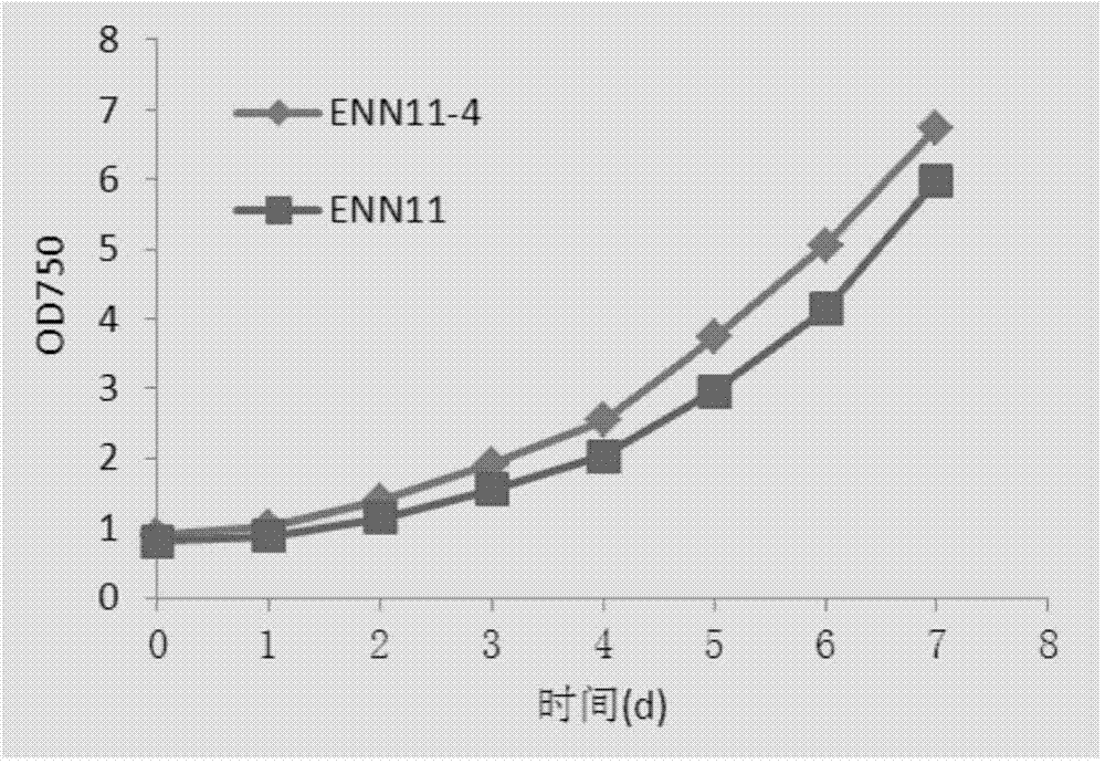 Nannochloropsis oculata mutant strain and applications thereof