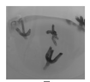 Tissue culture method of dioscorea opposita stem with axillary buds