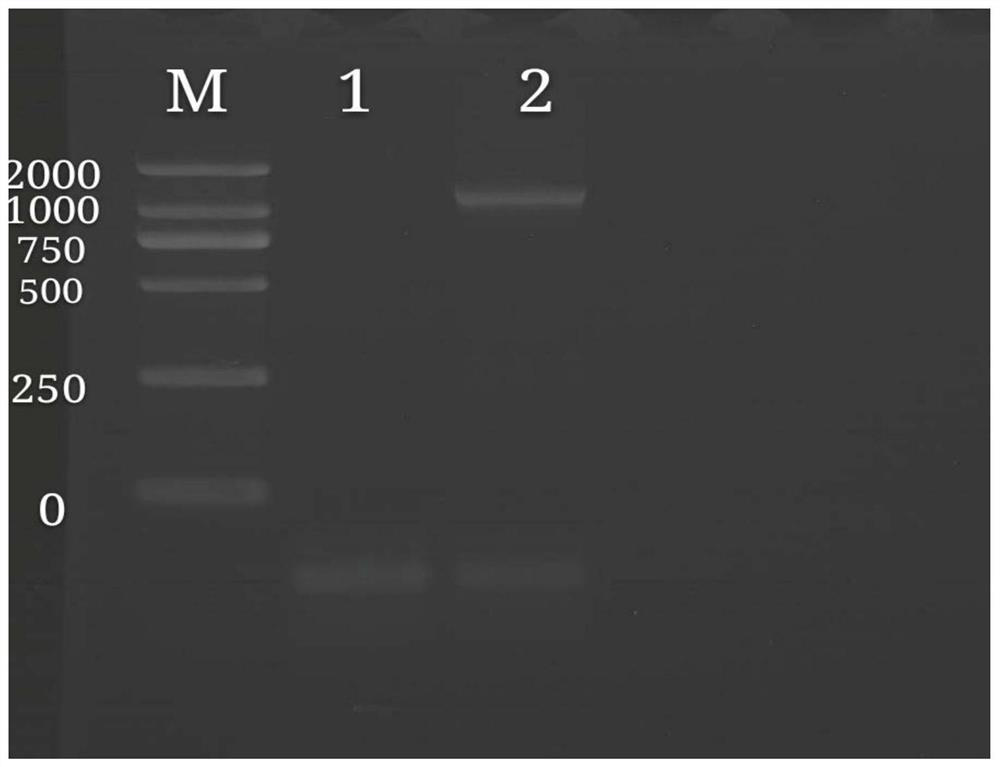 Method for rapidly detecting bovine-derived shigella virulence by using defective caenorhabditis elegans