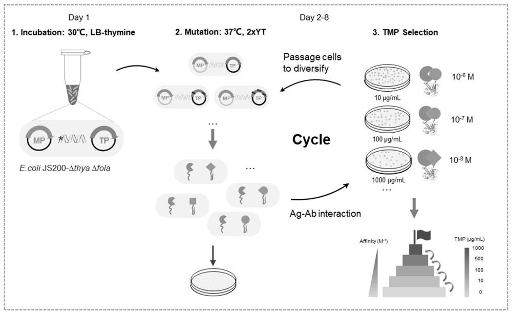 Genetic engineering strain, preparation thereof and directed evolution method for antibody affinity maturation based on genetic engineering strain