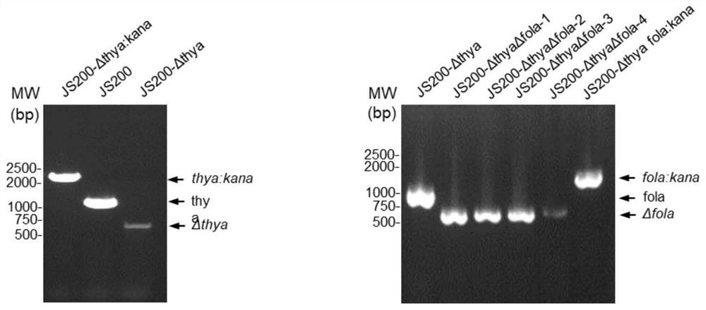 Genetic engineering strain, preparation thereof and directed evolution method for antibody affinity maturation based on genetic engineering strain