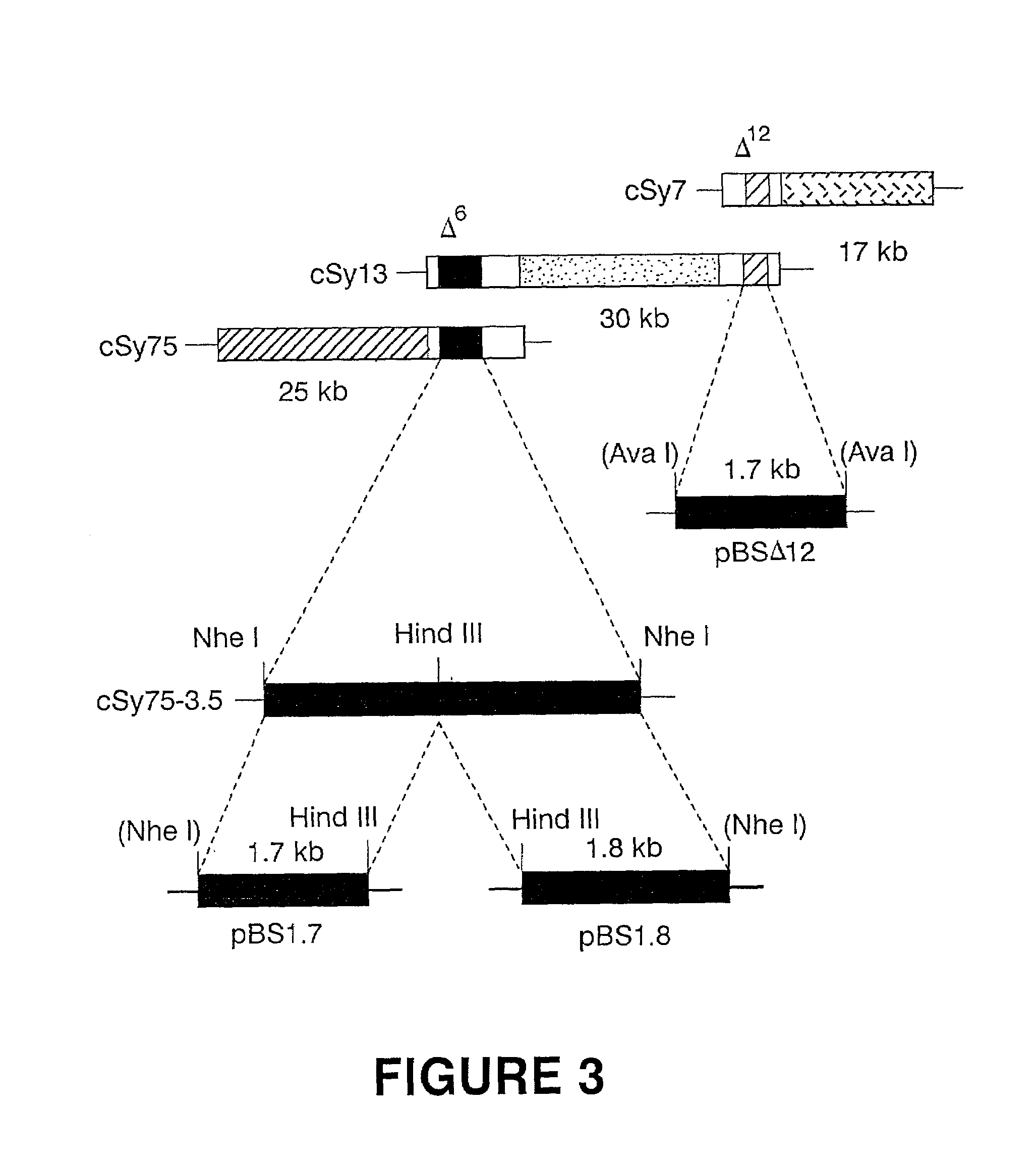 Production of gamma linolenic acid by a Delta6-desaturase