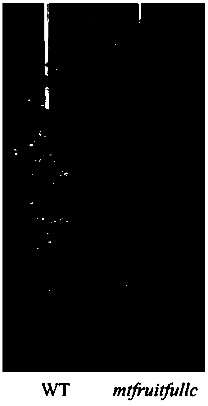 Application of MtFRUITFULLc gene in regulation and control of leaf yield and leaf protein content of leguminous plants