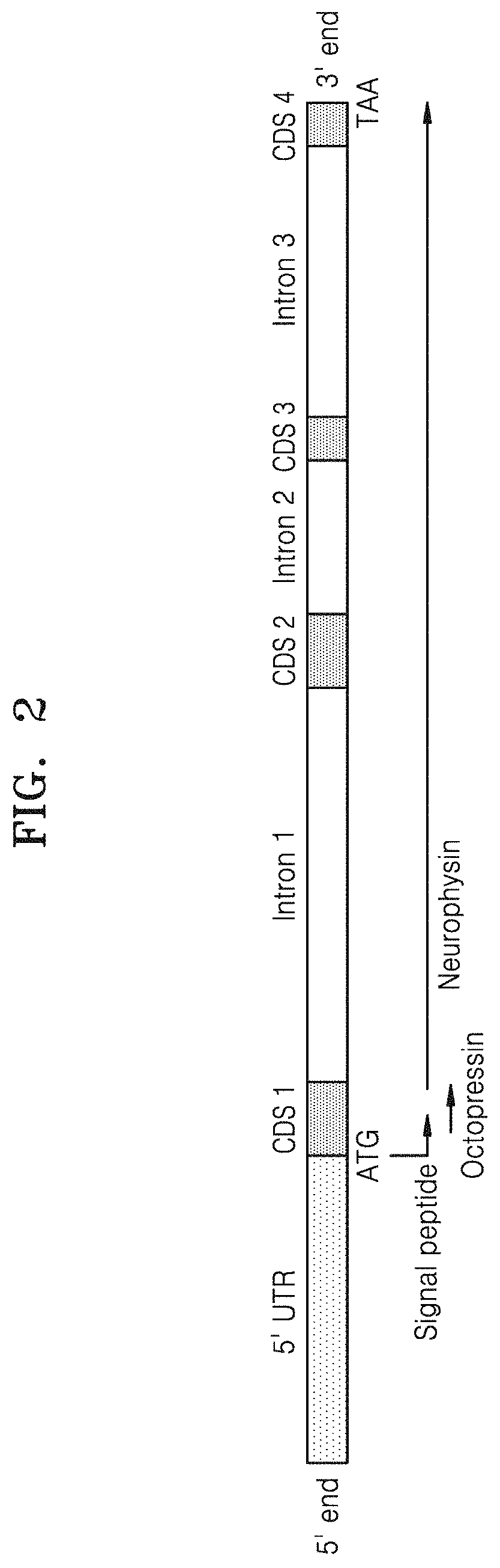 Peptides having octopus octopressin activity and use thereof