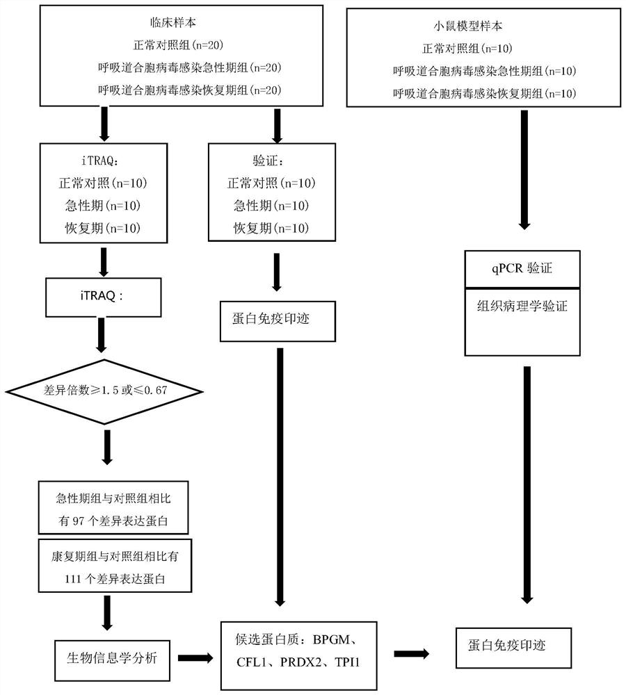 Protein marker TPI1 related to respiratory syncytial virus and detection kit