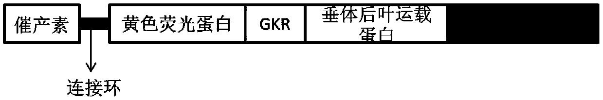 Fusion protein and applications thereof