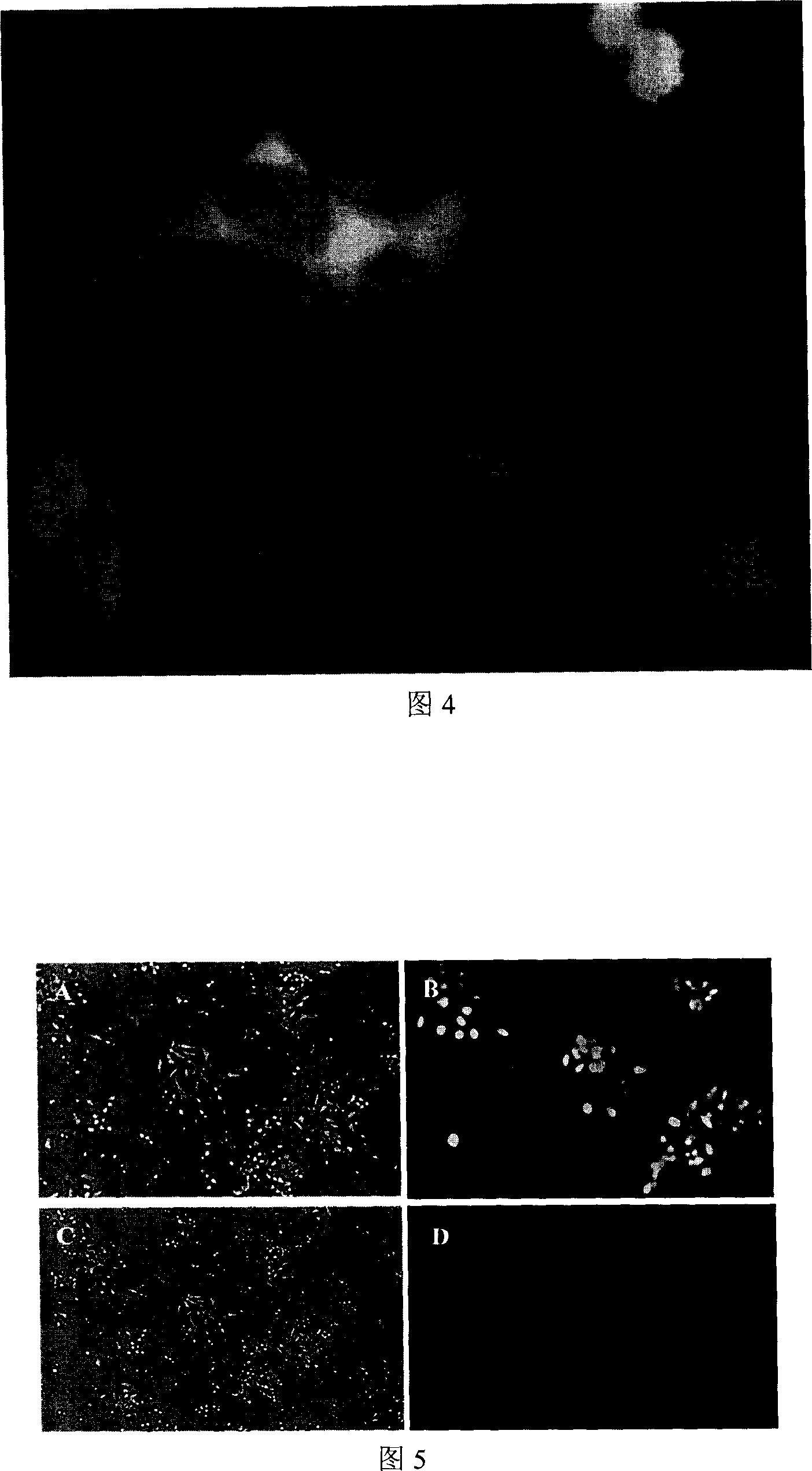 Human new gene LOC344967 correlated with nasopharyngeal carcinoma and coding protein product thereof