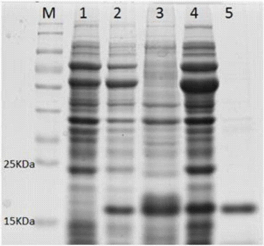 Preparation method of abyss sea cucumber sourced superoxide dismutase Cu, ZnSOD and application thereof