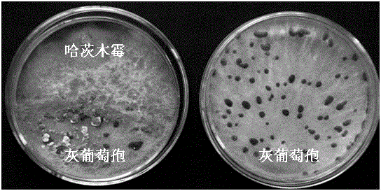 Trichoderma harzianum strain for controlling plant fungus diseases and application thereof