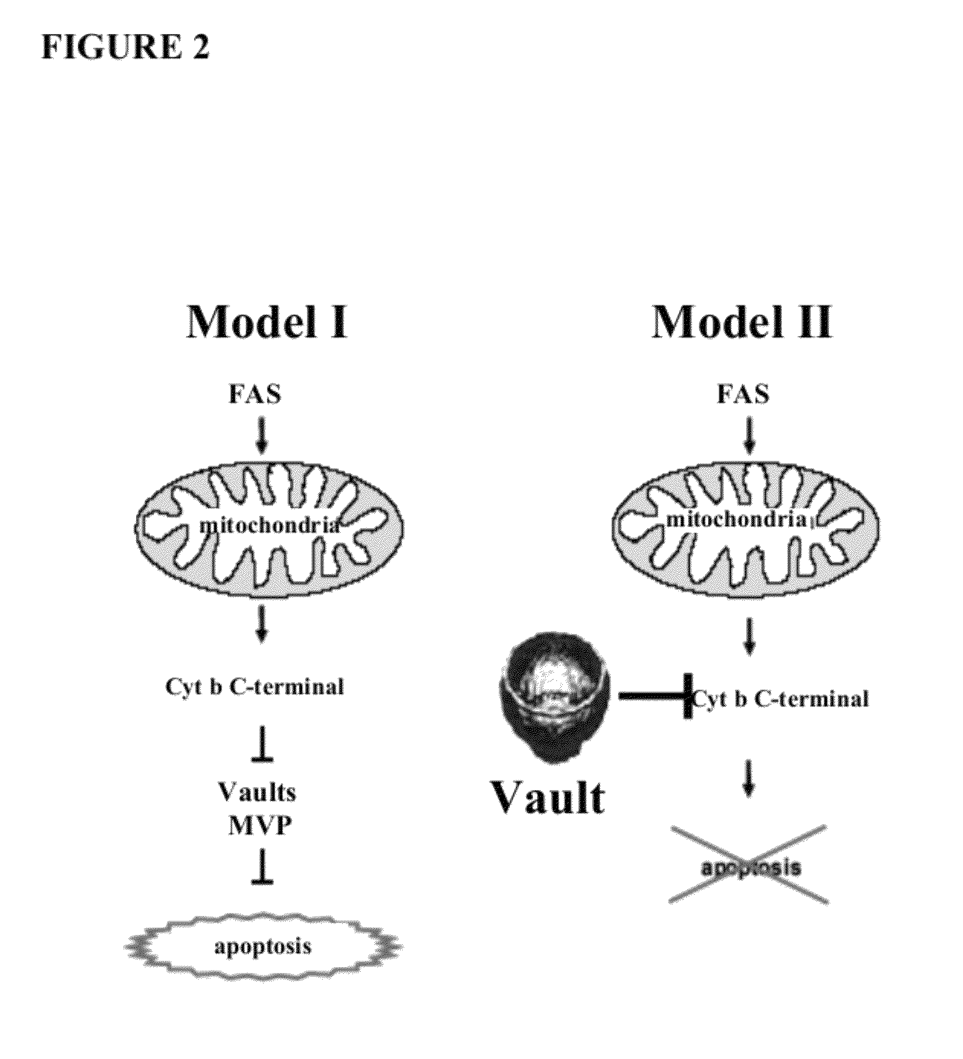 Methods for identifying modulators of apoptosis