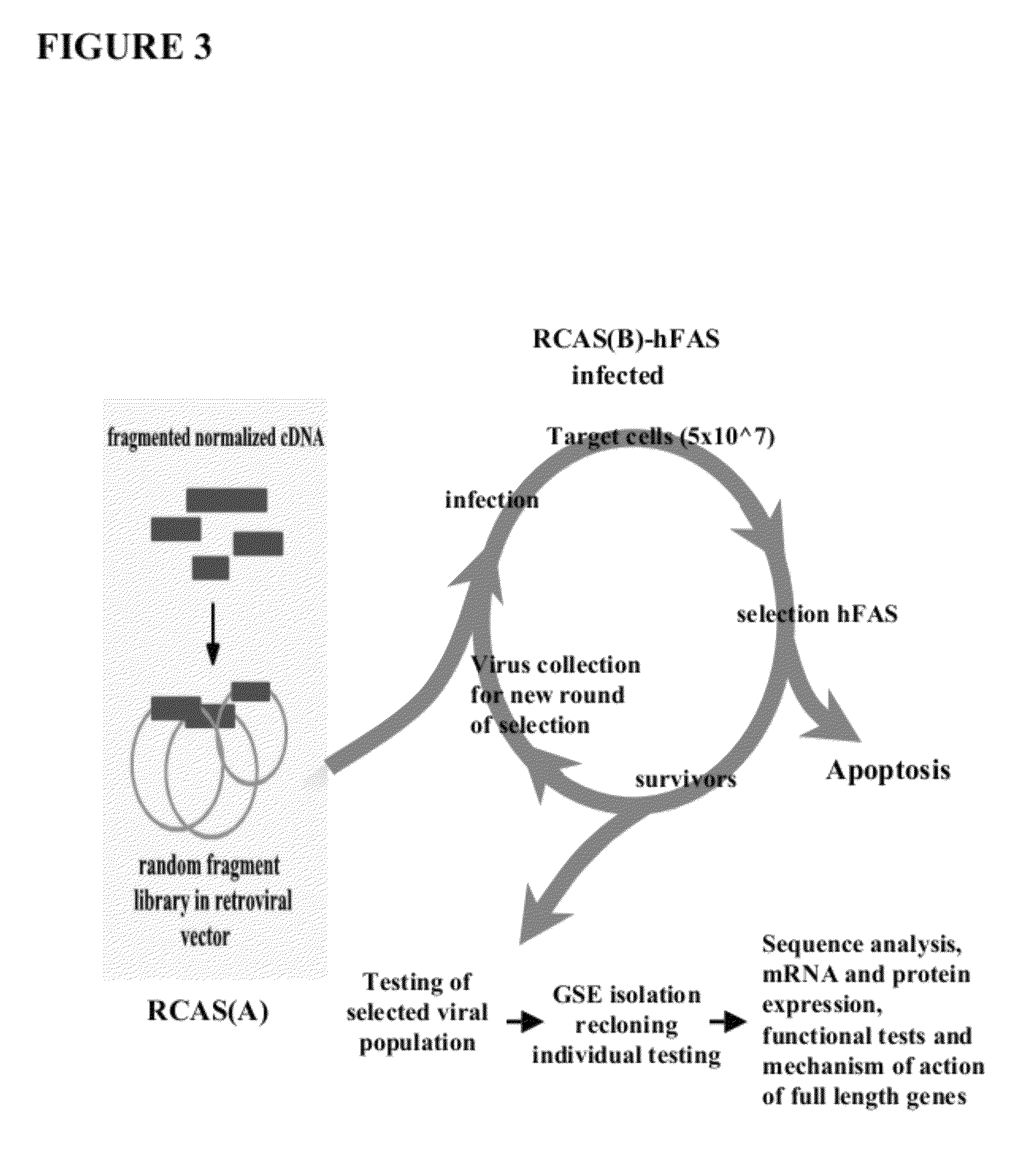 Methods for identifying modulators of apoptosis