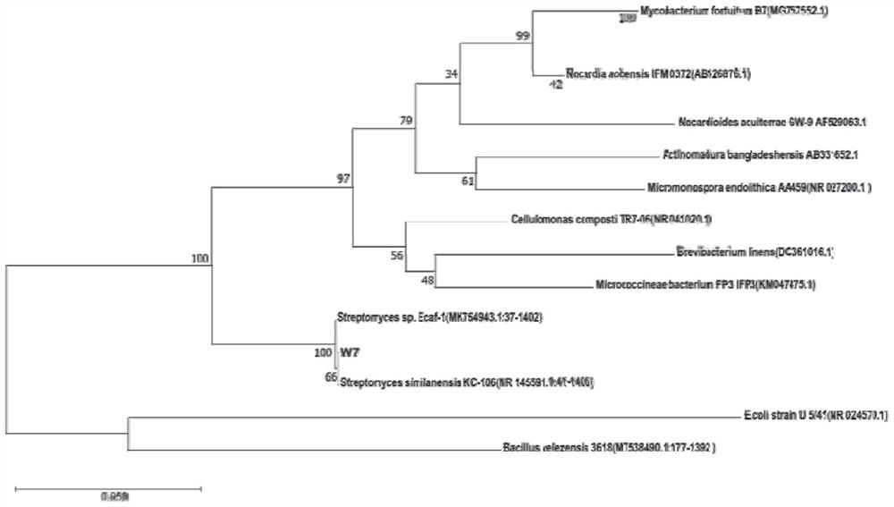 Termite-derived biocontrol streptomyces W7 and application thereof