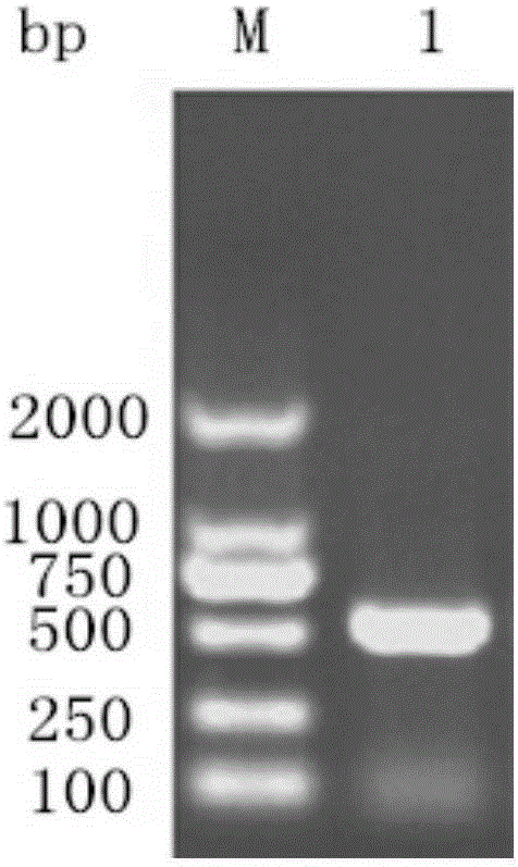 Duck hepatitis virus polyprotein antigen sense region DHAV-Mag genetic recombination protein and preparation method and application thereof