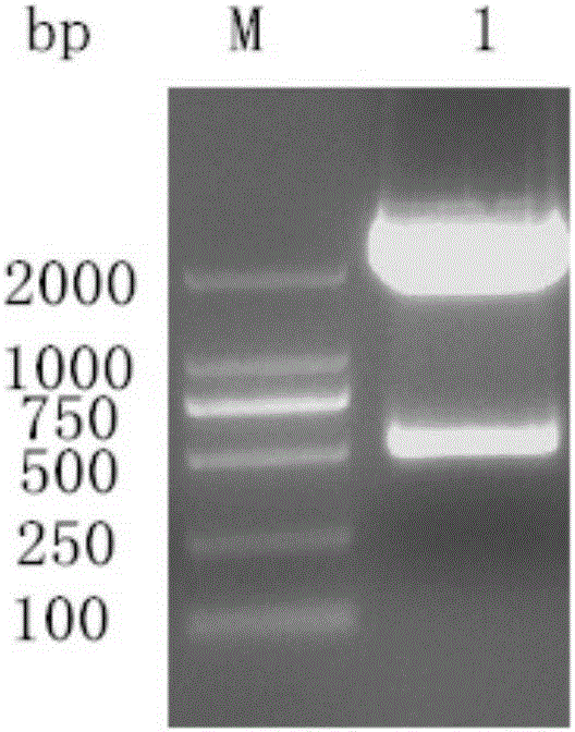 Duck hepatitis virus polyprotein antigen sense region DHAV-Mag genetic recombination protein and preparation method and application thereof