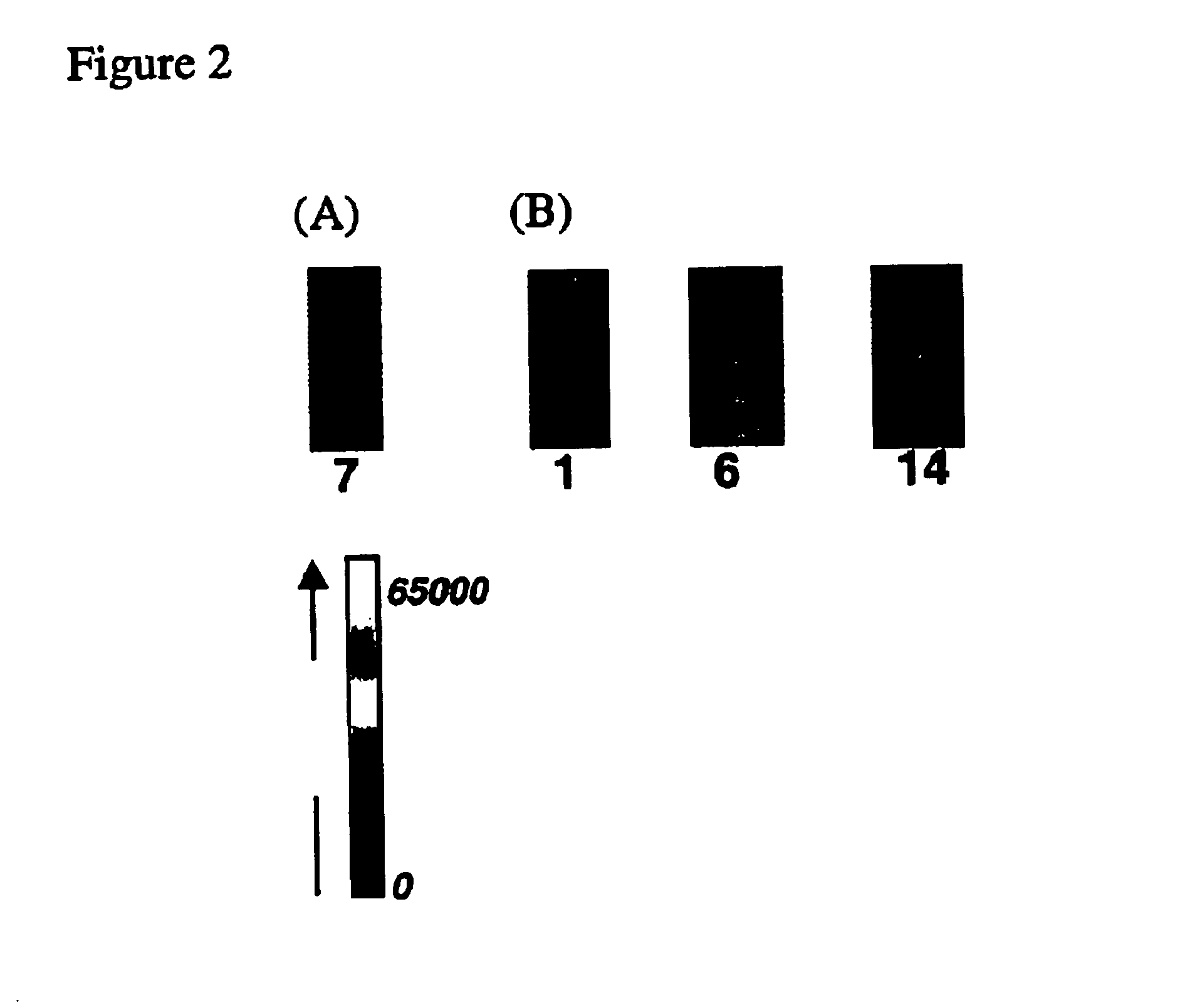 Arrays of biological membranes and methods and use thereof