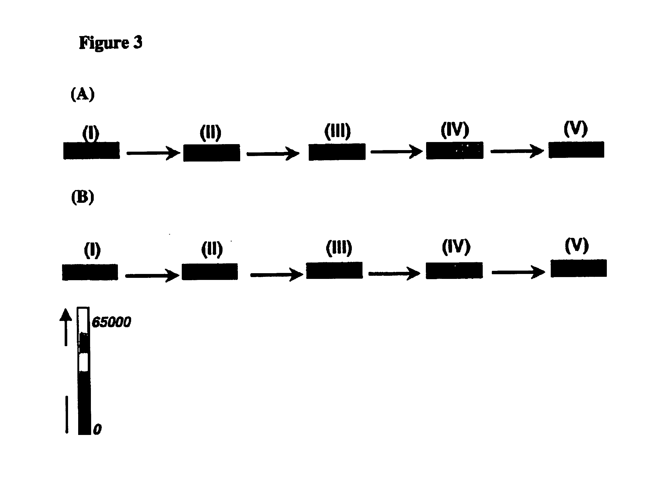 Arrays of biological membranes and methods and use thereof