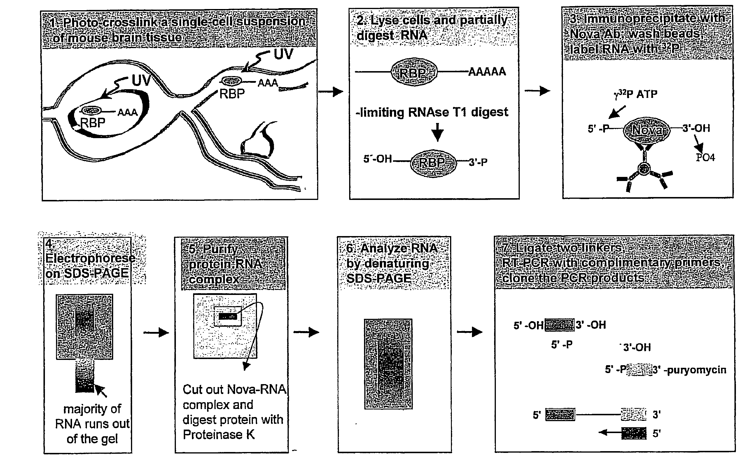 Method of Purifying RNA Binding Protein-RNA Complexes