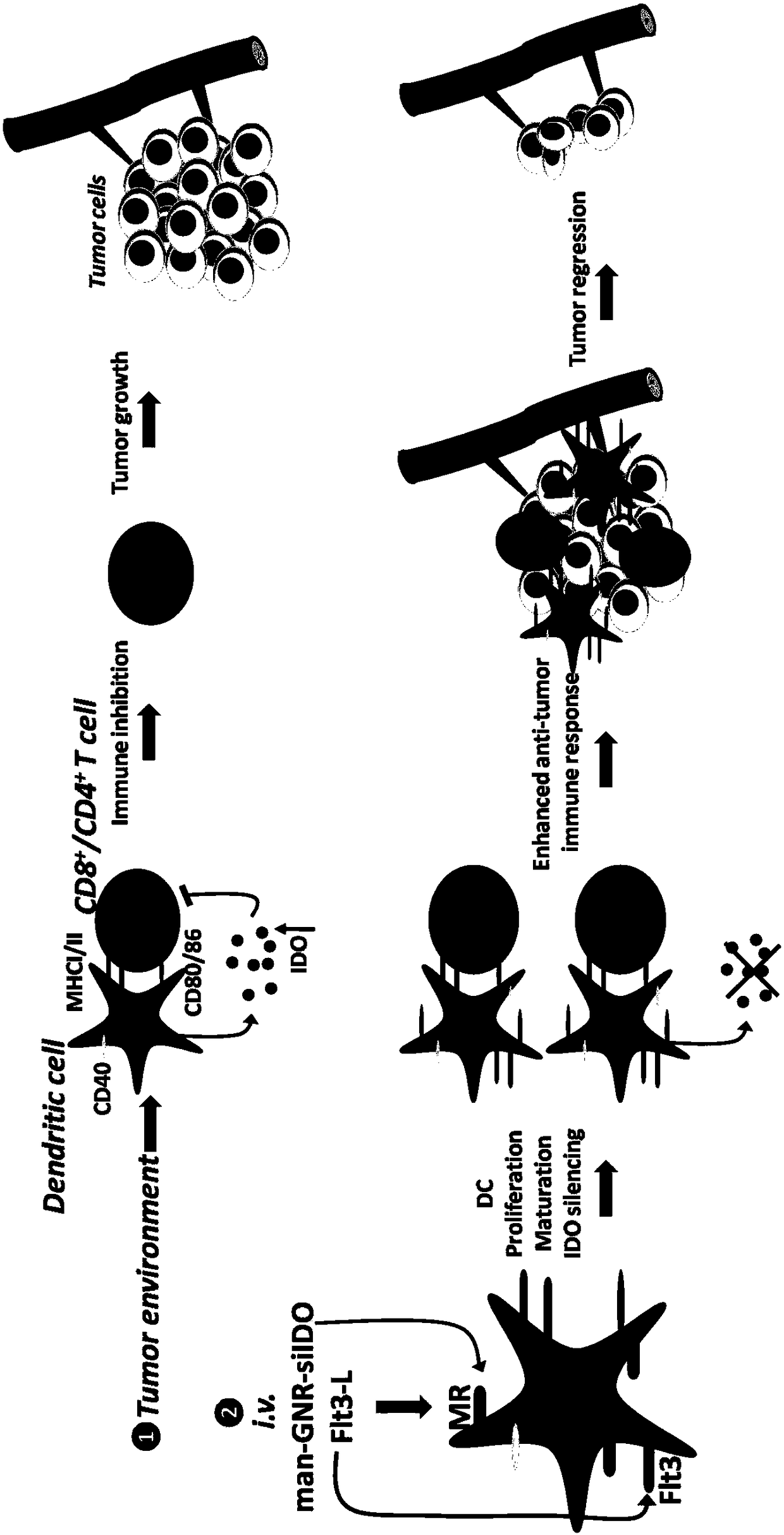 DC negative regulation factor targeting silencing and DC mobilized amplification combined tumor therapy method