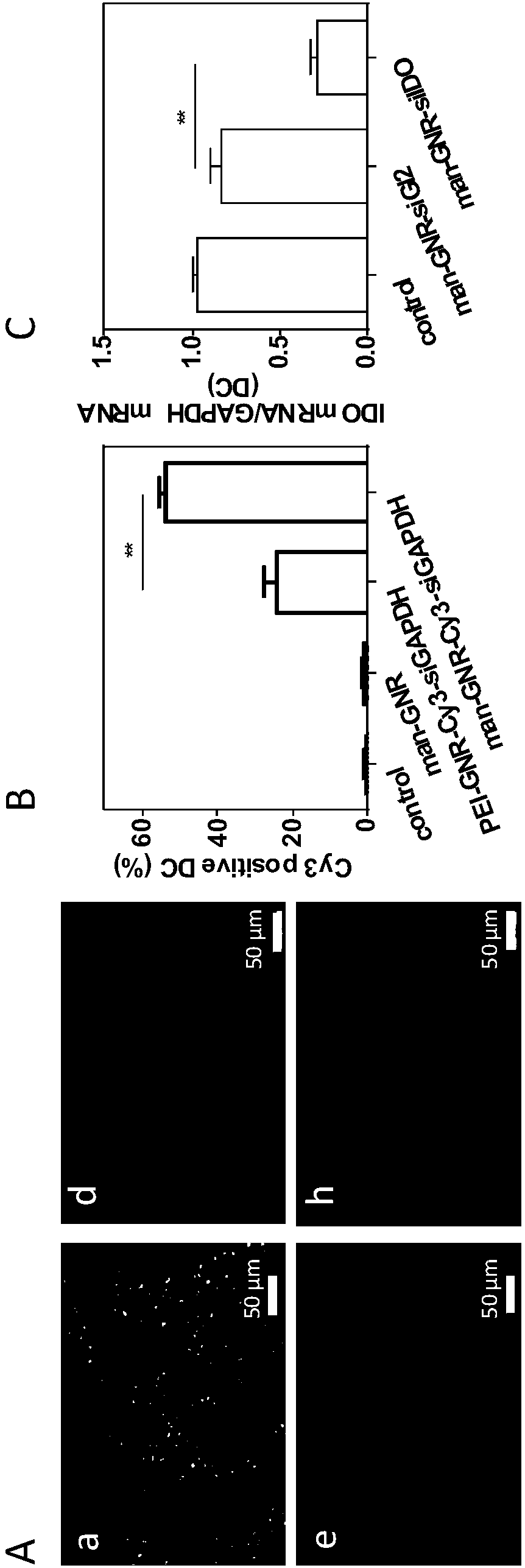 DC negative regulation factor targeting silencing and DC mobilized amplification combined tumor therapy method