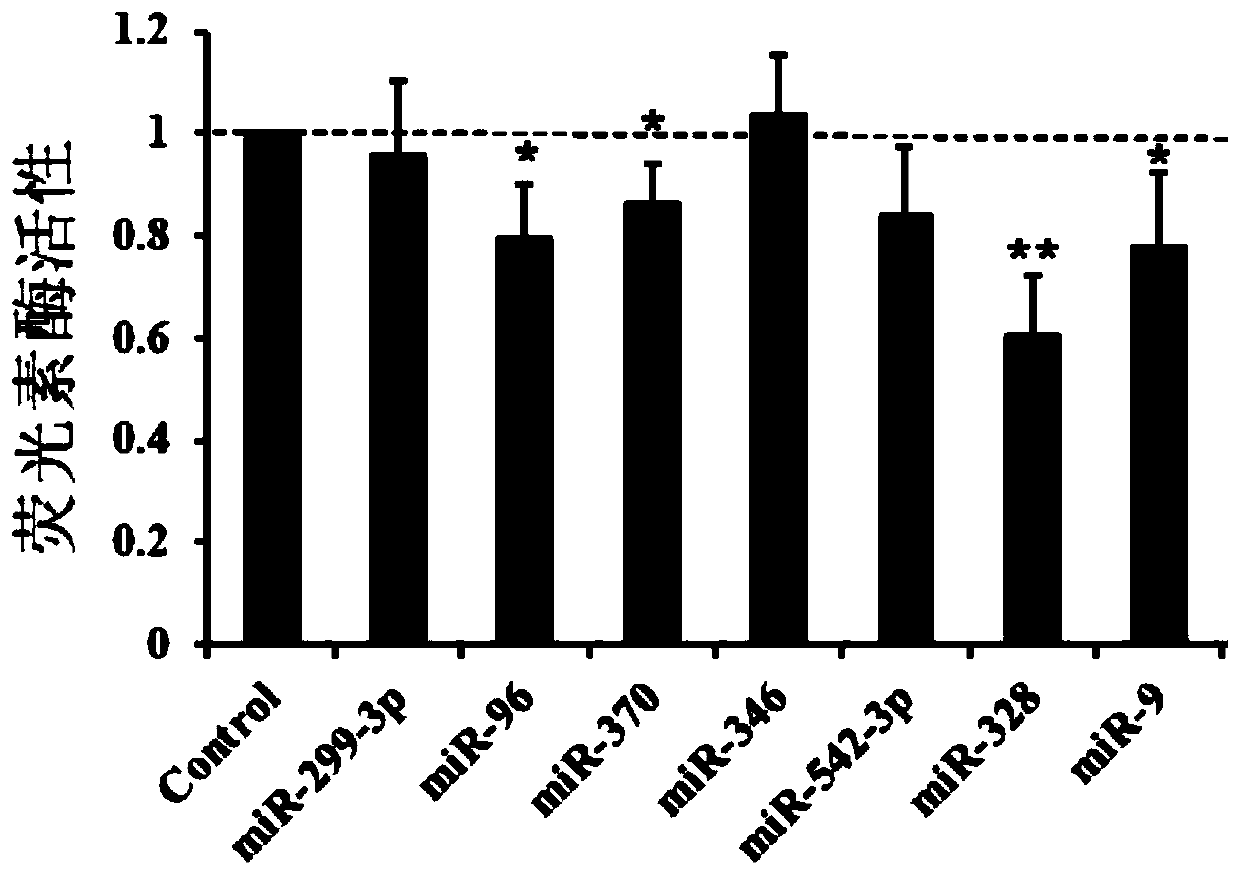 MicroRNA328 for regulating expression of TERT gene and application of microRNA328