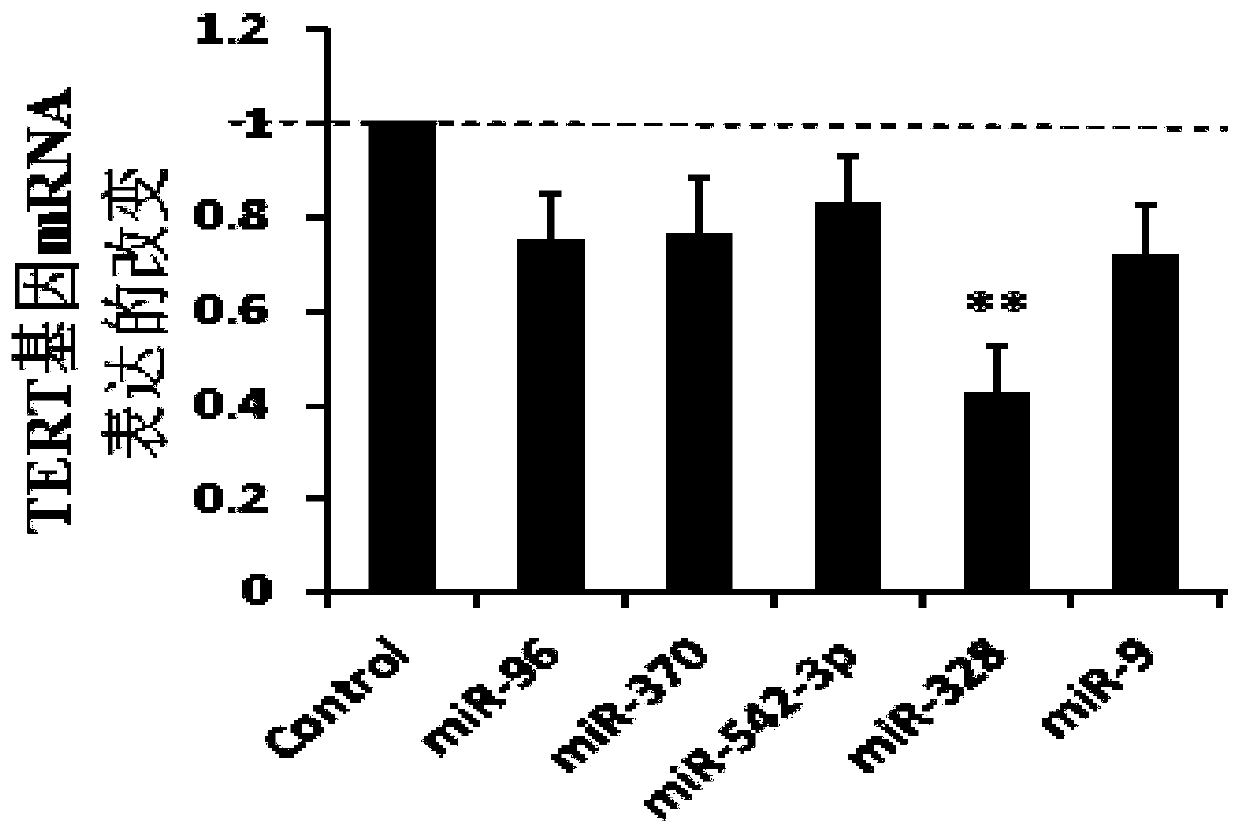 MicroRNA328 for regulating expression of TERT gene and application of microRNA328