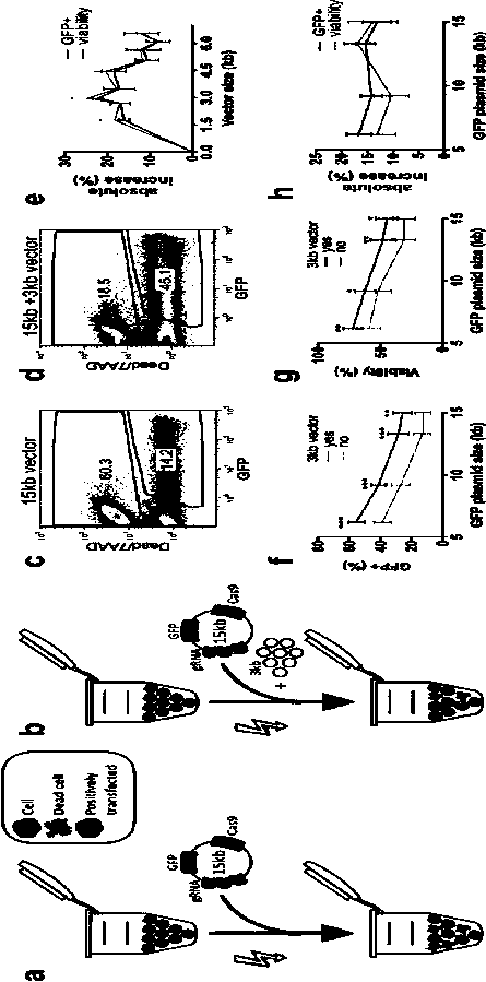 Discovery and application of improved delivery method of large vectors in human cells