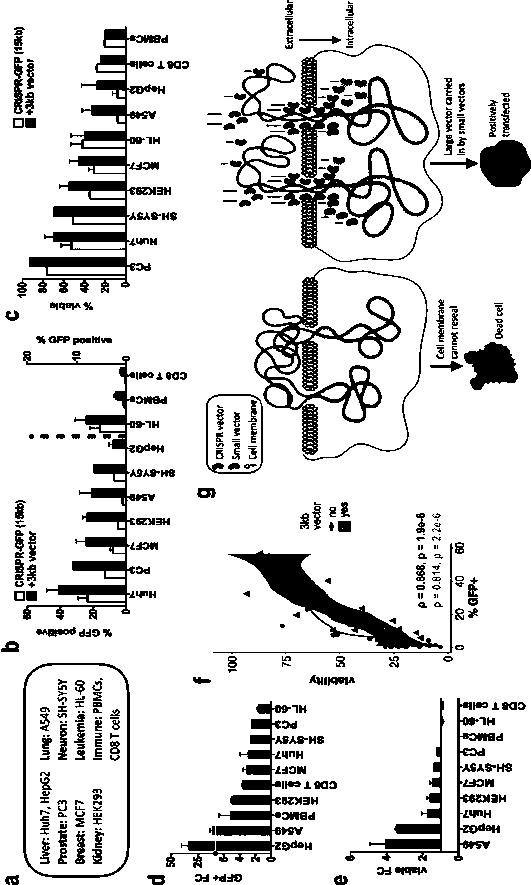 Discovery and application of improved delivery method of large vectors in human cells