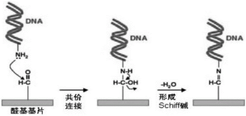 Active aldehyde group modified substrate applied to microarray and preparation method of active aldehyde group modified substrate