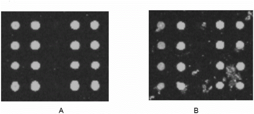 Active aldehyde group modified substrate applied to microarray and preparation method of active aldehyde group modified substrate