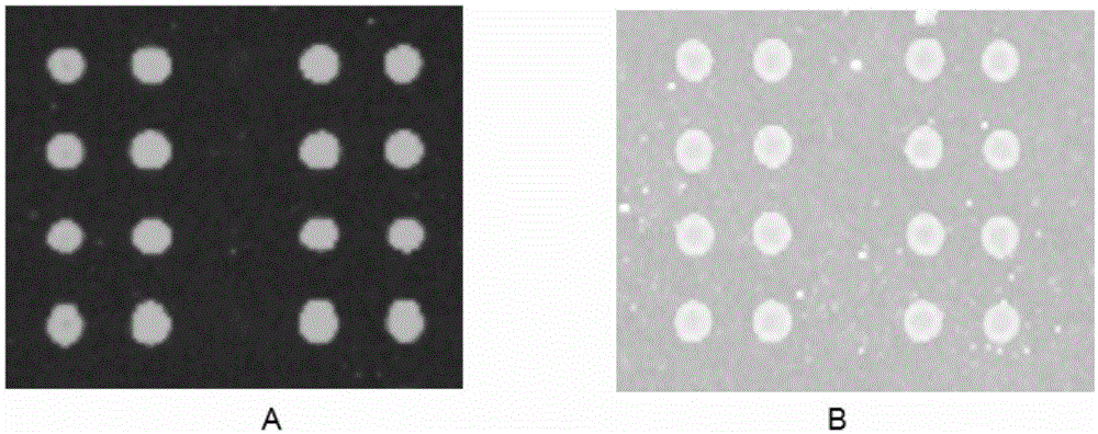 Active aldehyde group modified substrate applied to microarray and preparation method of active aldehyde group modified substrate