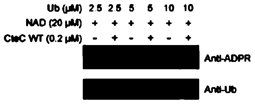 Method for modifying ubiquitin and inhibiting ubiquitination pathway