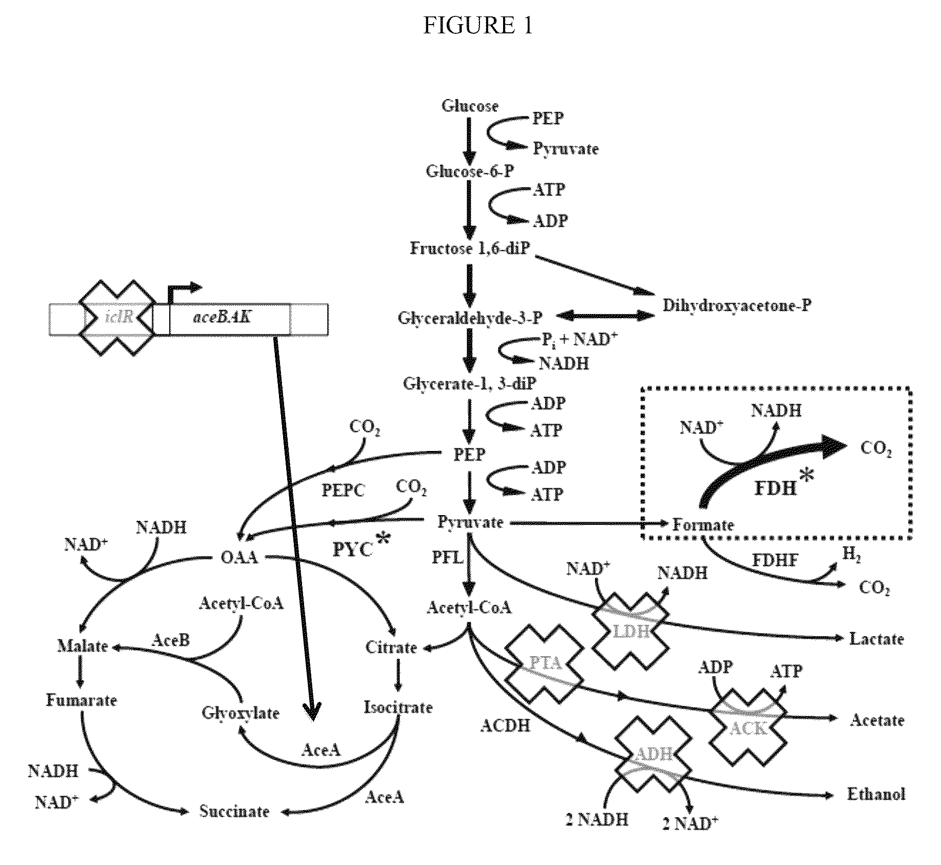 Increasing bacterial succinate productivity