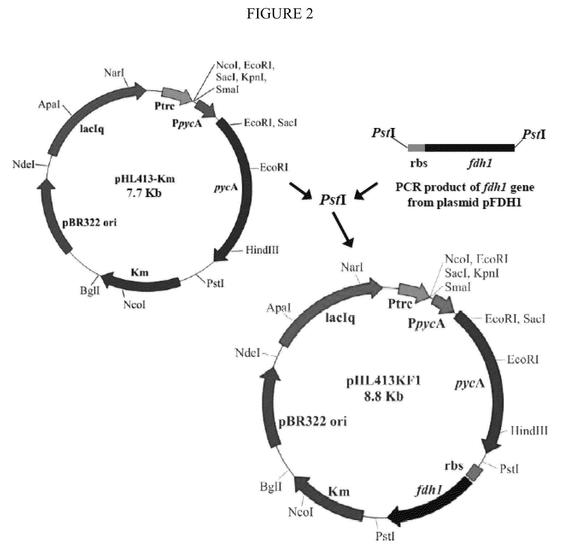 Increasing bacterial succinate productivity