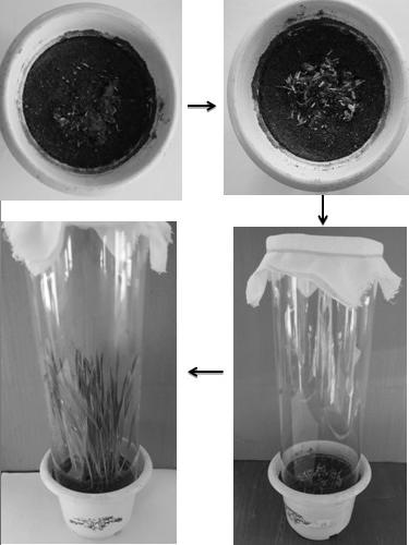 Wheat blumeria graminis culture and preparation method for test