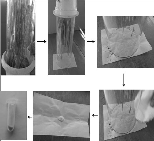 Wheat blumeria graminis culture and preparation method for test