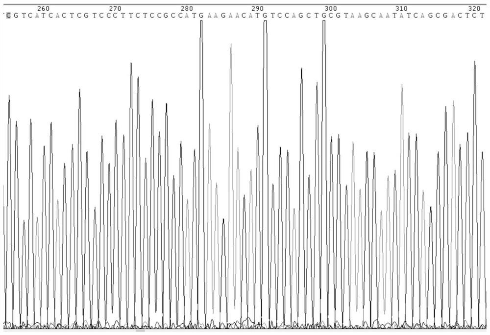 Method for editing CRISPR/Cas9 genes of haliotis discus hannai