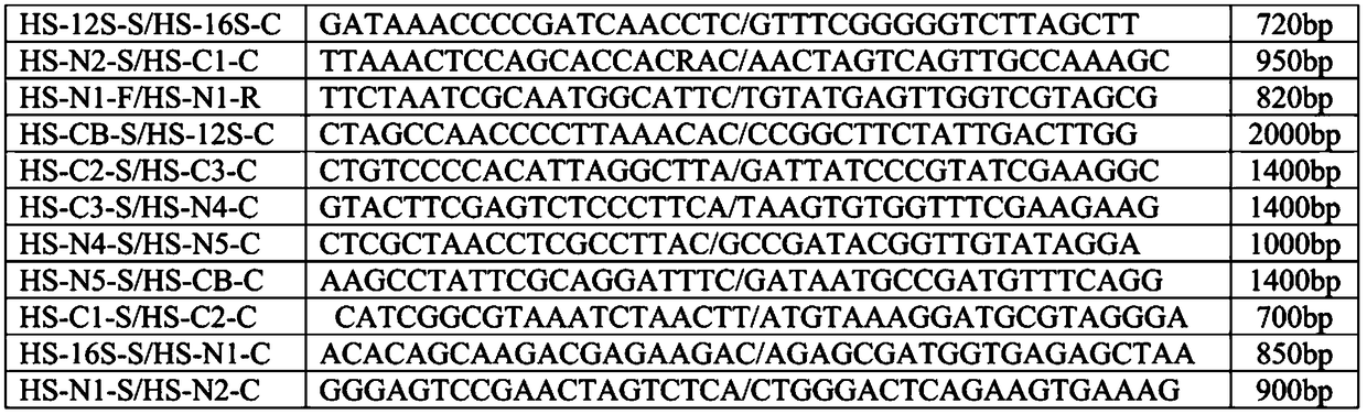 A Sanger-based method for sequencing the human mitochondrial genome