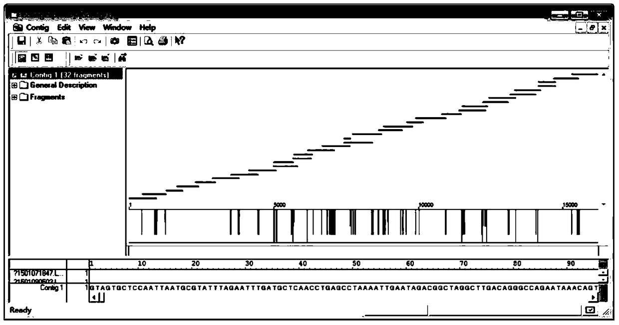 A Sanger-based method for sequencing the human mitochondrial genome