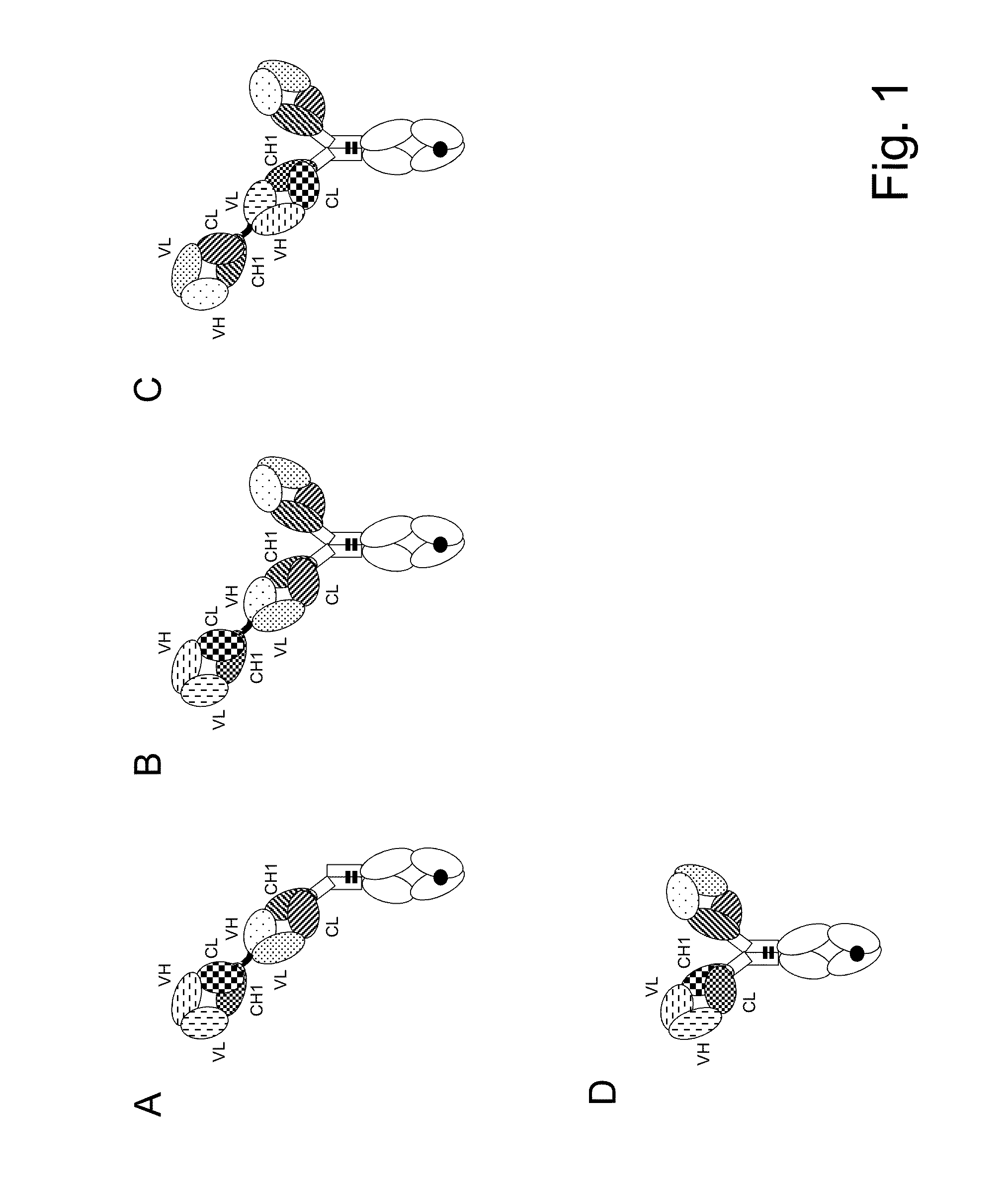 Bispecific t cell activating antigen binding molecules