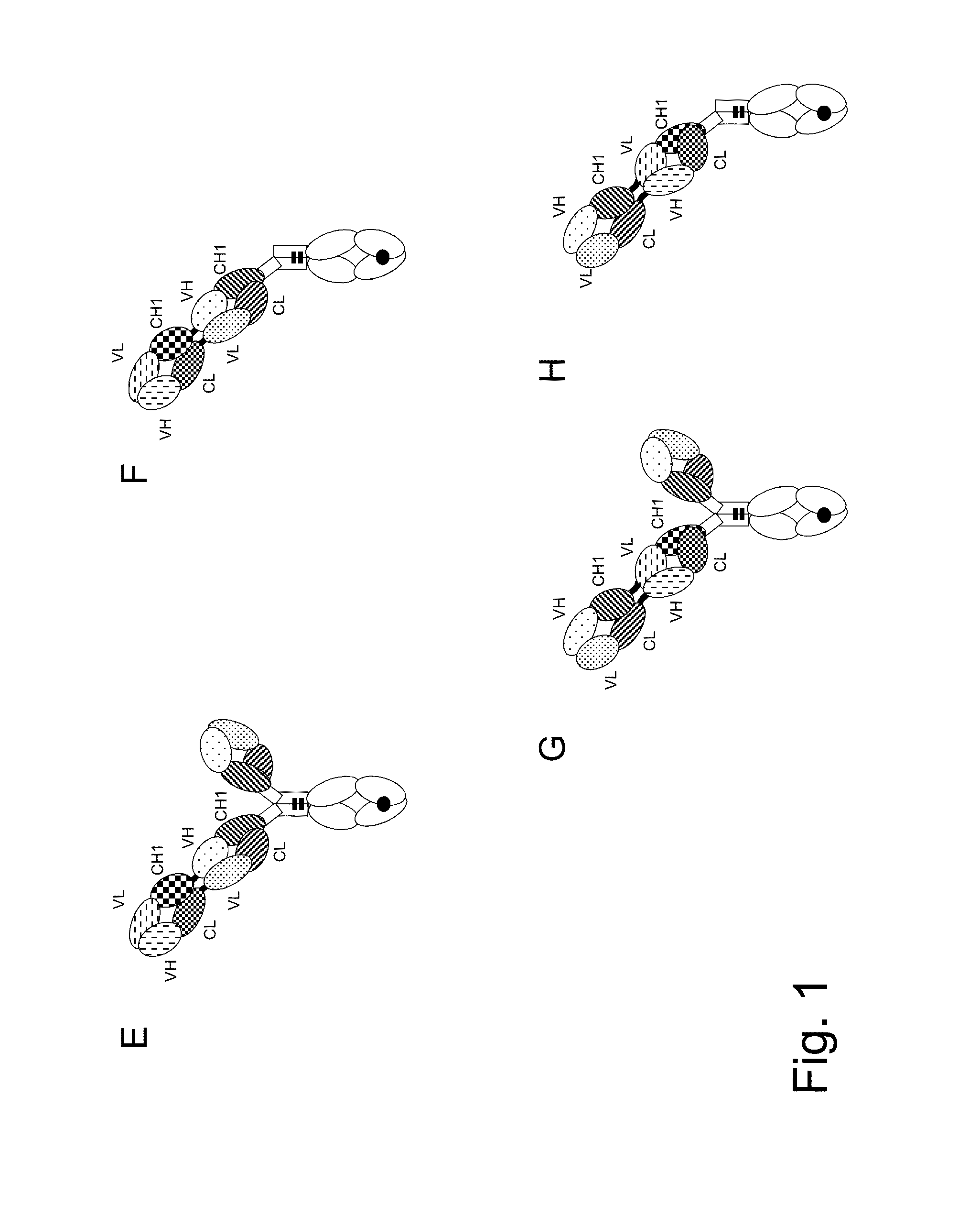 Bispecific t cell activating antigen binding molecules