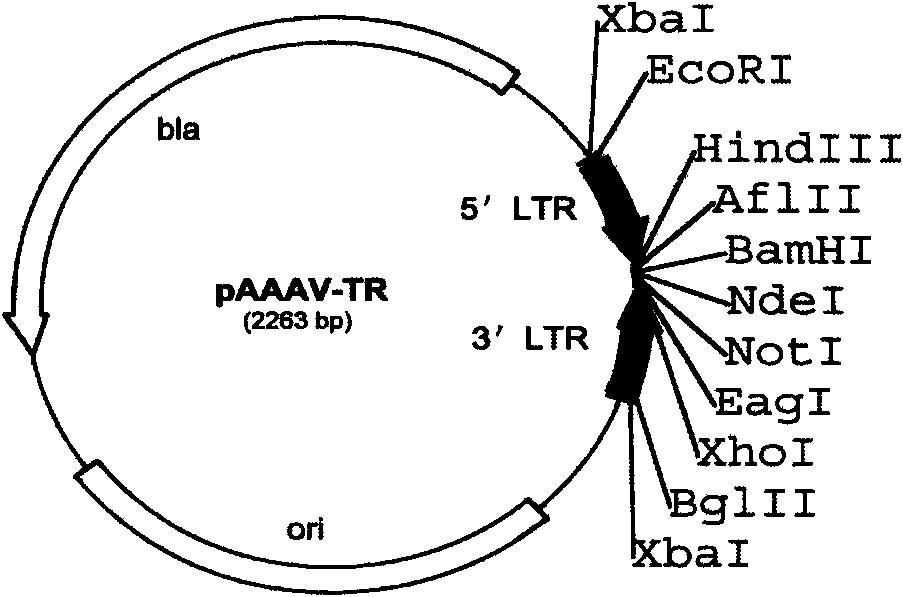 Method for genetic targeting of stem spermatogonium of poultry