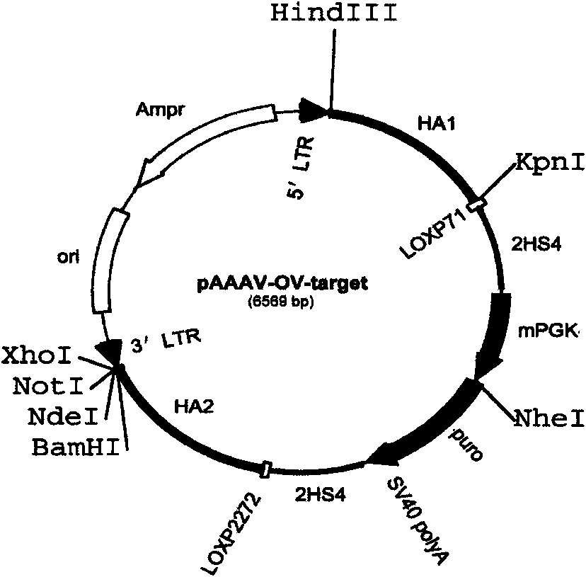 Method for genetic targeting of stem spermatogonium of poultry