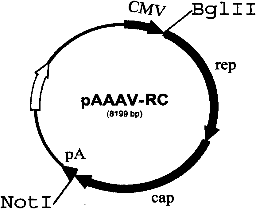 Method for genetic targeting of stem spermatogonium of poultry