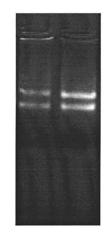 Method for separation and identification of odorant binding protein (OBP) genes in insect's antenna