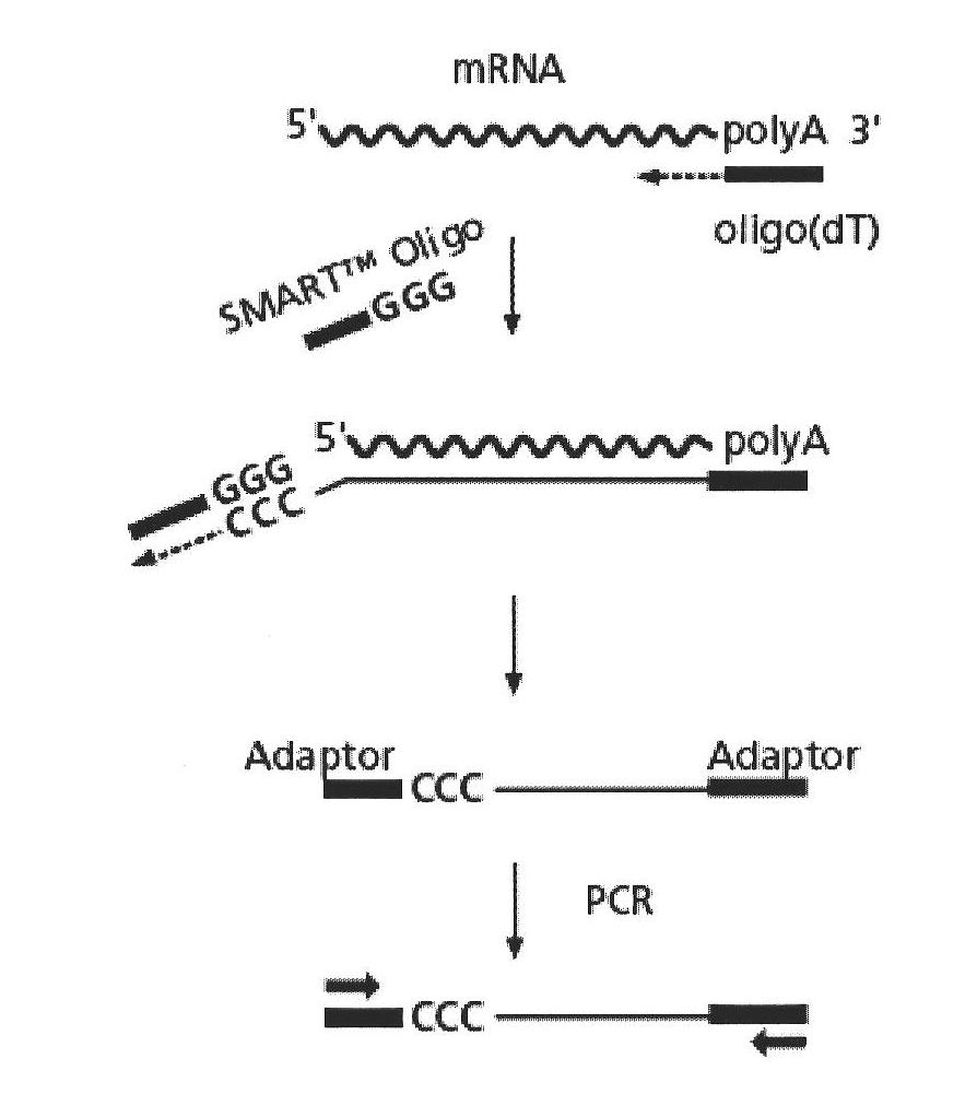 Method for separation and identification of odorant binding protein (OBP) genes in insect's antenna