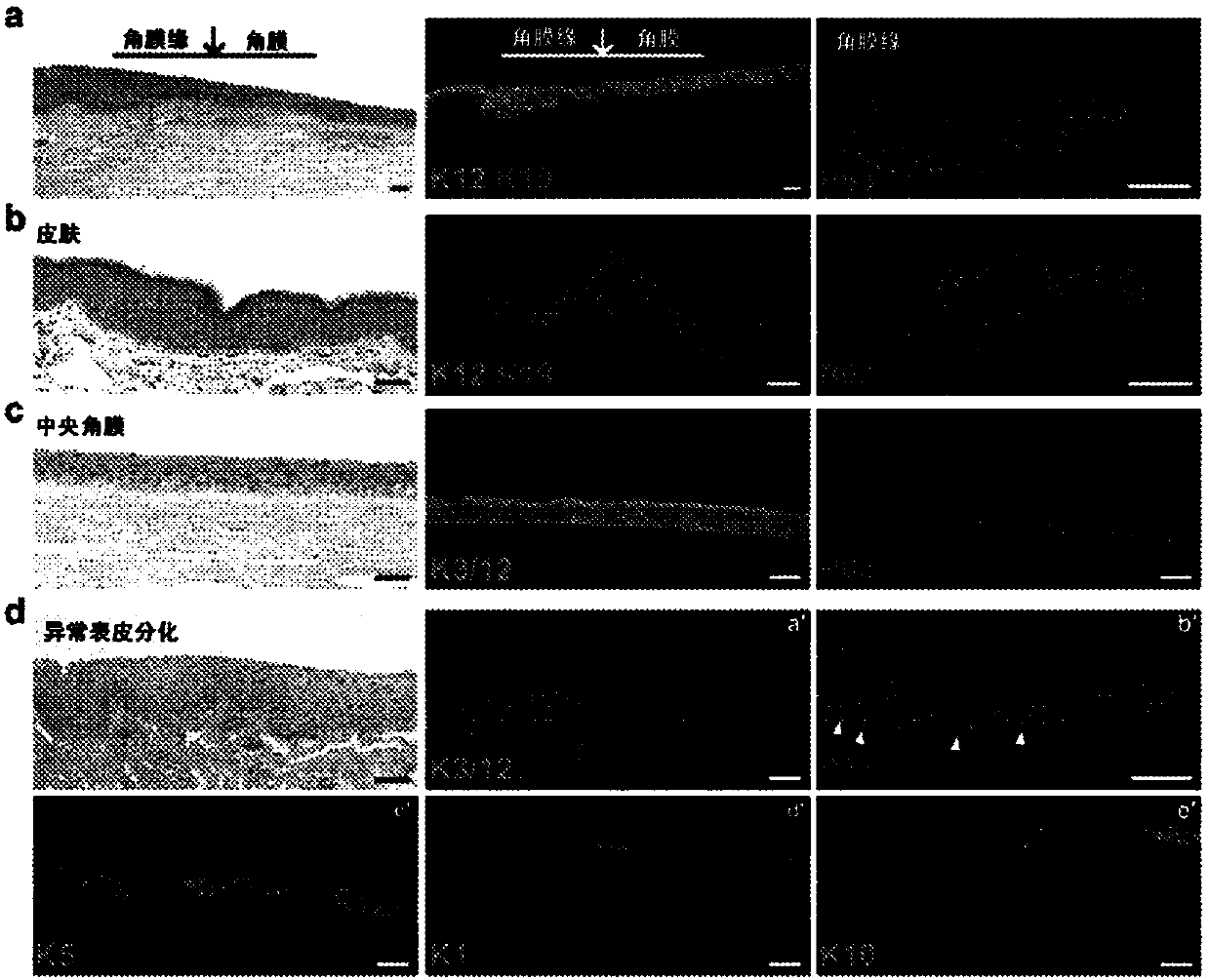 Cultured mammalian limbal stem cells, methods for generating the same, and uses thereof