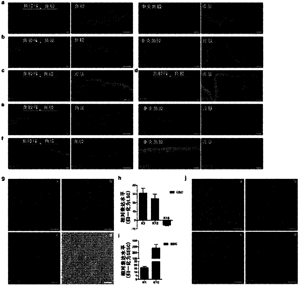 Cultured mammalian limbal stem cells, methods for generating the same, and uses thereof