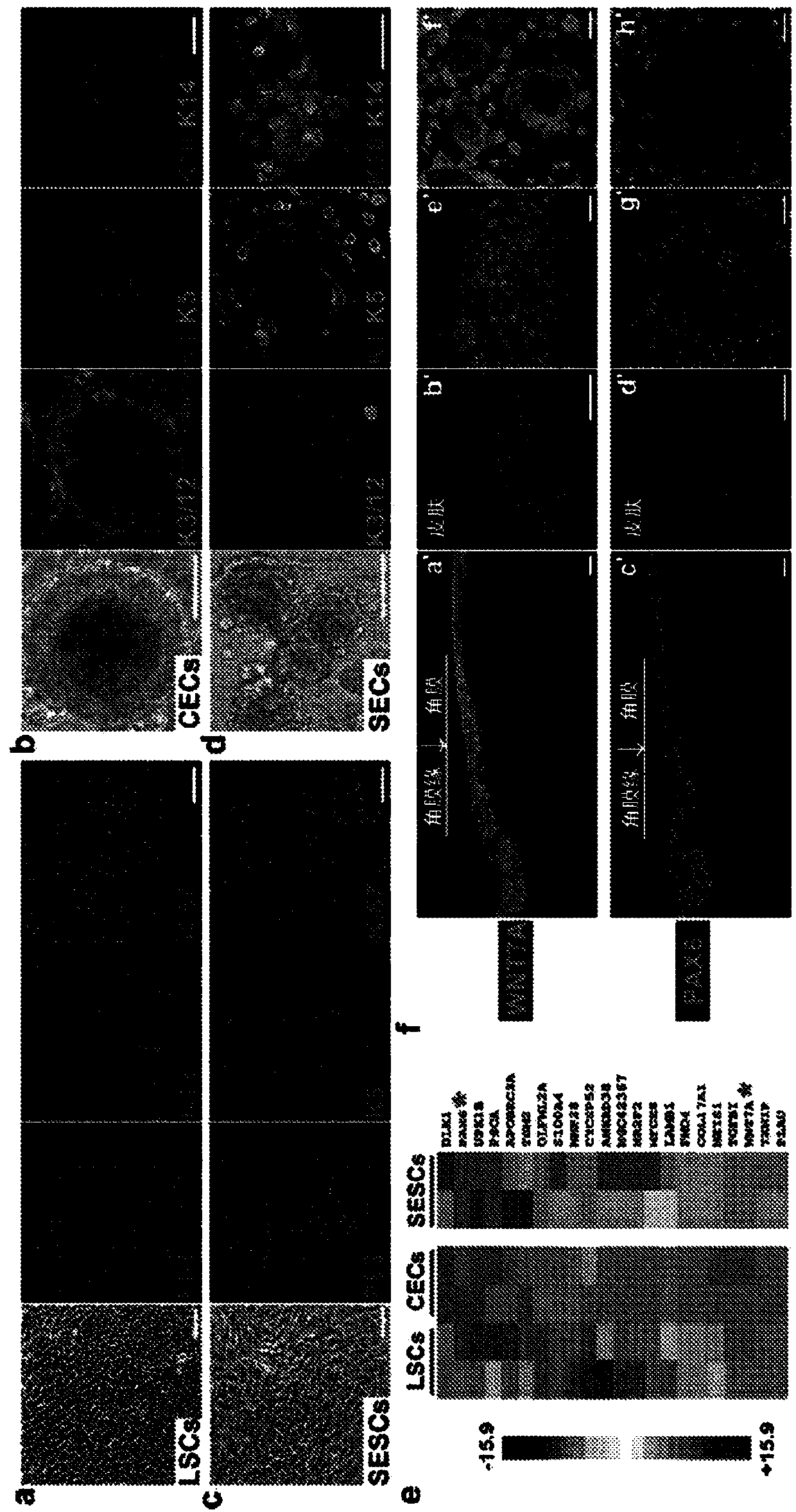 Cultured mammalian limbal stem cells, methods for generating the same, and uses thereof