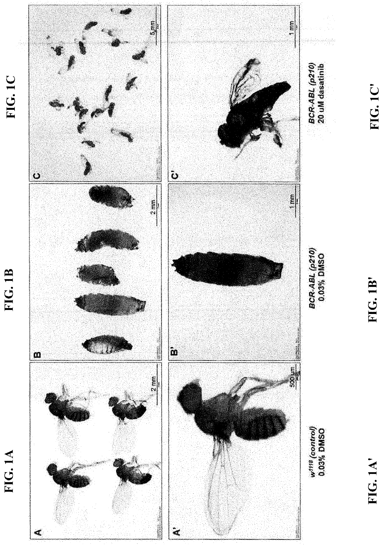 Methods of a drosophila model for chronic myeloid leukemia (CML) treatment